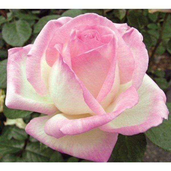 四季咲き みんな探してる人気モノ 四季咲き