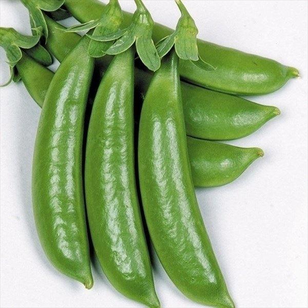 野菜たね 種 マメ エンドウ ハッピースナップ 1袋 30ml エンドウマメ エンドウ豆 豌豆豆 野菜の種 国華園 17n P6 0019 花と緑 国華園 通販 Yahoo ショッピング