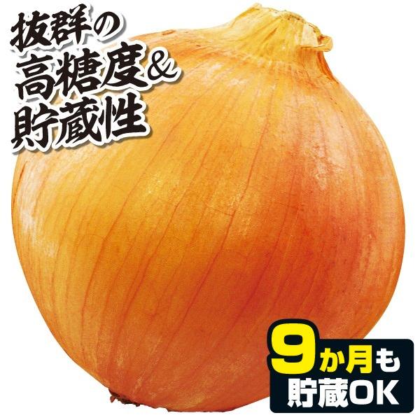 神学校 コーン ブースト 玉ねぎ 種 Diegorebella Com