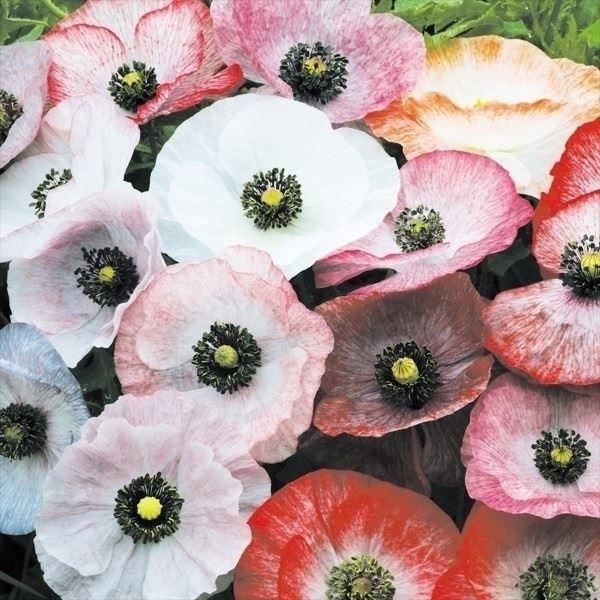 種 花たね ポピー 虞美人草パール混合 1袋 60mg 17n P7 0002 花と緑 国華園 通販 Yahoo ショッピング