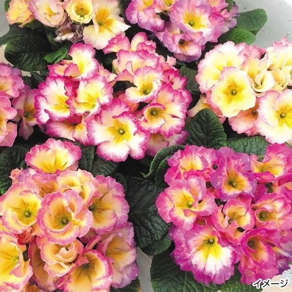 Hd限定プリムラ 種 最高の花の画像