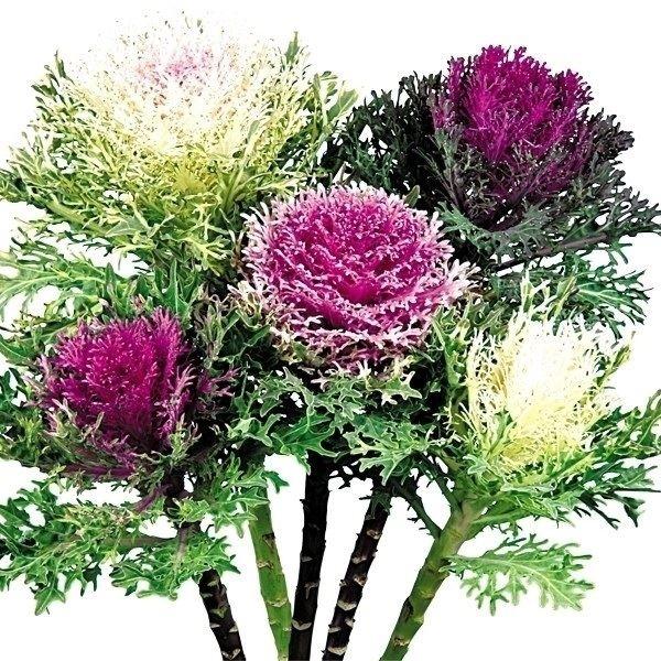 葉牡丹 種 アンサンブルミックス 石井育種場育成品種 1袋 15粒 葉牡丹の種 葉牡丹の花 ハボタン 花たね 花の種 種子 タネ 国華園 17n P7 0152 花と緑 国華園 通販 Yahoo ショッピング