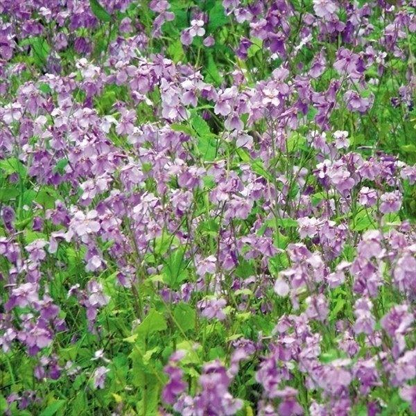 花菜 種 大量たね ムラサキハナナ 1袋(100ml) / 花菜の種 花菜の花 紫花菜 花たね 花の種 種子 タネ 国華園 :2017n-p7-0169:花と緑 国華園 - 通販 - Yahoo!ショッピング 花菜 種 大量たね ムラサキハナナ 1袋(100ml) / 花菜の種 花菜の花 紫花菜 花たね 花の種 種子 タネ 国華園 :2017n-p7-0169:花と緑 国華園 - 通販 - Yahoo!ショッピング