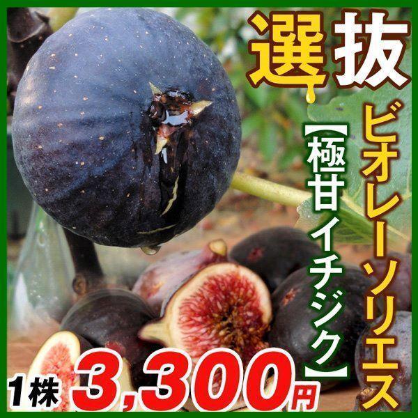 イチジク 苗木 選抜ビオレーソリエス 1株 いちじく 無花果 苗 イチジクの木 果樹苗 国華園 17n P8 0094 花と緑 国華園 通販 Yahoo ショッピング