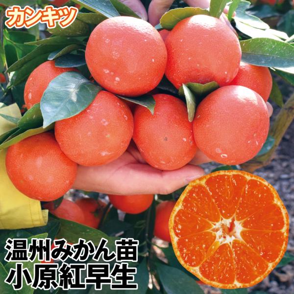 ●商品情報:「小原紅早生」の最大の特徴はなんといっても、この夕焼け空のような濃橙紅色の果皮!  美味しそうに熟した柿のような色と言っても過言ではないほどです。果皮は薄くむきやすくて、じょうのうも薄く食べやすい!  果肉も濃橙色になり、極甘の...