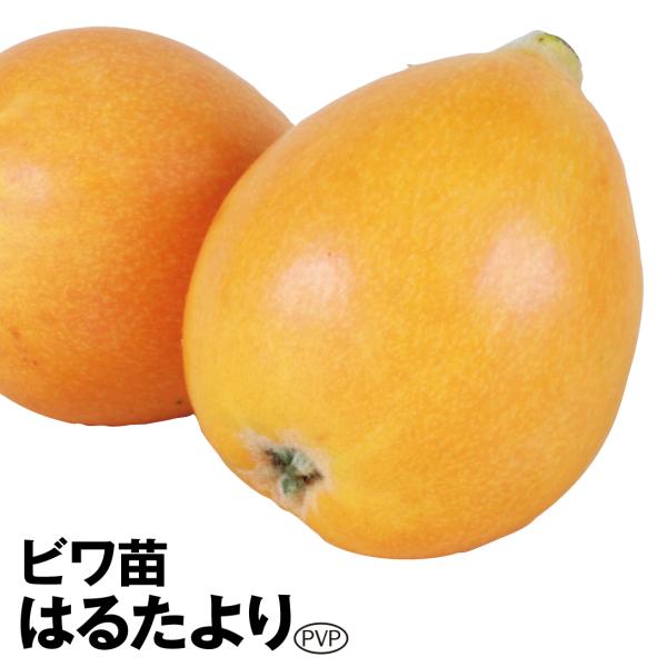 ビワ 苗木 苗 はるたよりpvp 1株 ビワの木 枇杷 果樹苗 国華園 17n P8 0217 花と緑 国華園 通販 Yahoo ショッピング