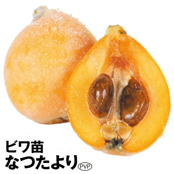 ビワ 苗木 苗 なつたよりpvp 1株 ビワの木 枇杷 果樹苗 国華園 17n P8 0218 花と緑 国華園 通販 Yahoo ショッピング