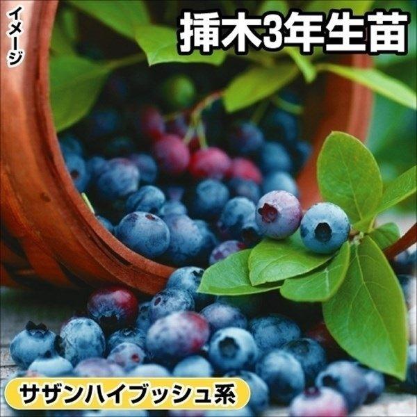ブルーベリー 苗木 盆栽 植木の人気商品 通販 価格比較 価格 Com