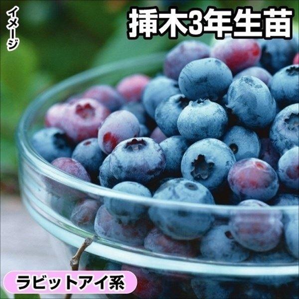 ブルーベリー 苗木 盆栽 植木の人気商品 通販 価格比較 価格 Com