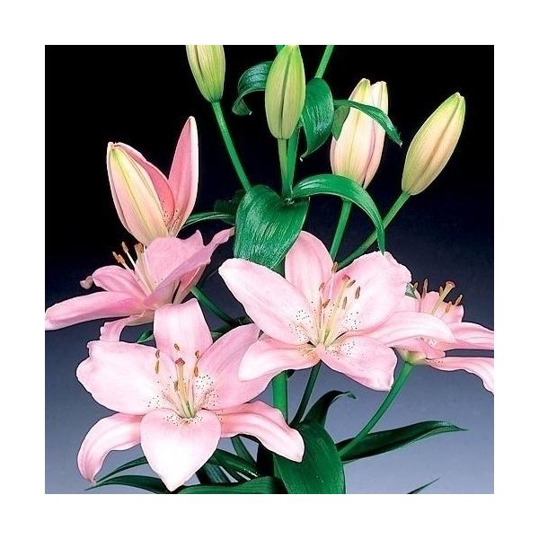 ●商品情報：6月に植えて8月頃に咲くように冷凍処理を施したゆりの球根。お盆シーズンの切花に!●お届け状態：球根(開花見込み)●草丈(約)：50-100cm●開花時期(約)：8月頃※開花調整を行っておりますが、栽培環境により開花時期が前後する...