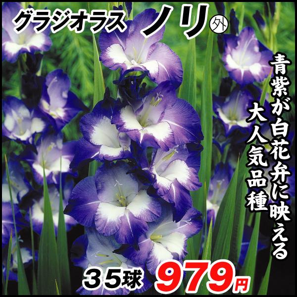 春植え球根 グラジオラス ノリ外 35球 国華園 18 P1 0051 花と緑 国華園 通販 Yahoo ショッピング