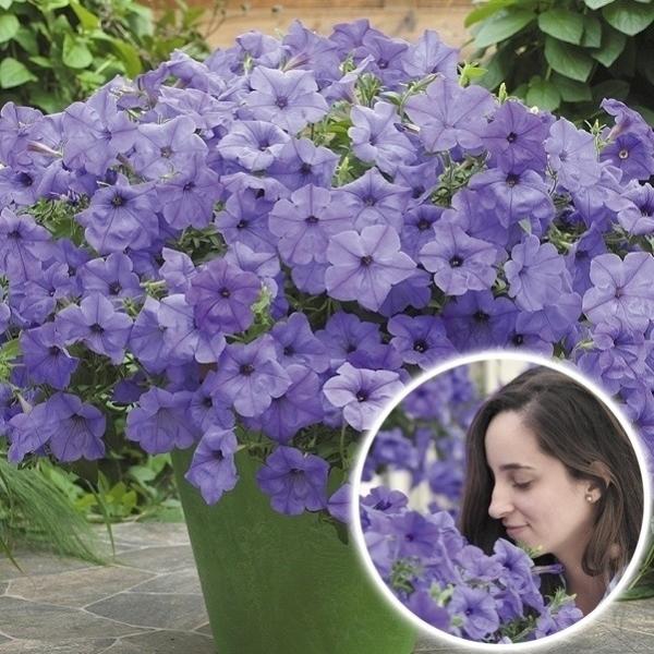 ●商品情報：香りを楽しむペチュニアが登場！最大の魅力であるその「芳香性」、特に夕方から夜にかけて、甘くさわやかな香りを放ちます。また、花色は咲き進むに連れて濃淡に変化が出る、「見ても嗅いでも楽しい」品種です。花径は５〜６ｃｍ。   ●お届け...