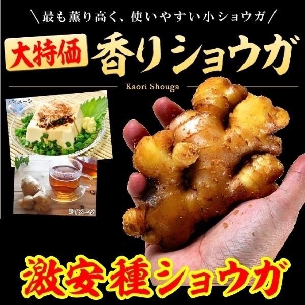●商品情報：香りが一番強く、小ぶりで使いやすい!風味と辛味がギュッと詰まった硬めの薄黄肉は薬味に最高。ショウガ自体は小ぶりですが、たくさんできるので物足りなさはありません!●お届け状態：種ショウガ●収穫期(約)：9〜11月●日照条件：半日陰...