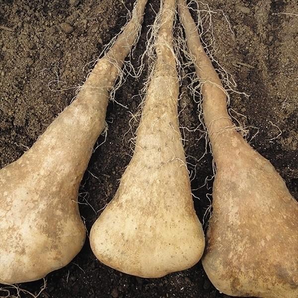 ●商品情報：肌は粗く黒褐色で、多くは塊状になります。肉質は緻密で根張が強く、掘り上げも簡単な山いも!●お届け状態：種イモ※切イモまたは一本種でお届け●収穫期(約)：11〜12月●収穫時の長さ（約）：20〜35cm●草丈：つる性●日照条件：日...