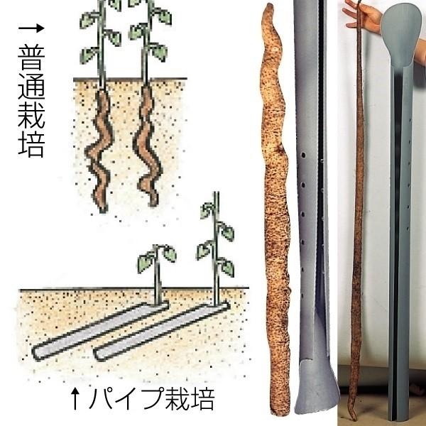 ●商品情報：長いもパイプ。長さ１０５ｃｍ、栽培の手引書付き