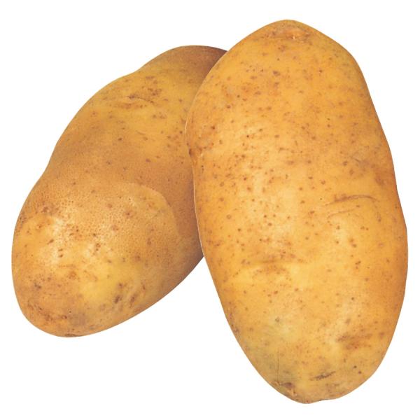 ●商品情報：煮物に最適！●お届け状態：種イモ●早晩生：晩生●皮の色：黄褐色皮●身の色：白肉●肉質：やや粘質●日照：日なた●栽培適地：畑