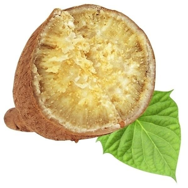 ●商品情報：ツルが美味いと人気なさつまいも!もちろん芋も食べれます。●お届け状態：親株用ポット苗●備考※親株ポット苗でお届け。ポット苗1株からイモヅルおよそ10〜20本が採れます。「メリクロン苗」とは生長点を無菌培養して育成された苗のことです。