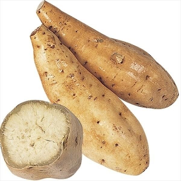 ●商品情報鹿児島で熱狂的人気の実力派!デンプンの粒子がとても小さく、舌触りまろやかなさつまいも。特に天ぷらは一度食べたら忘れられない旨さ!!●お届け状態：イモヅル●粘度：粉質