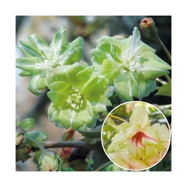 ●商品情報：大変珍しい黄緑の八重咲き桜。咲き進むと花弁の中心部に赤い筋が入ります。●お届け状態：接木1年生根巻苗※上部を切り戻した状態でのお届けになる場合があります。●分類：落葉樹●花期(約)：4月中旬〜●花径(約)：中輪●樹高(約)：3〜...