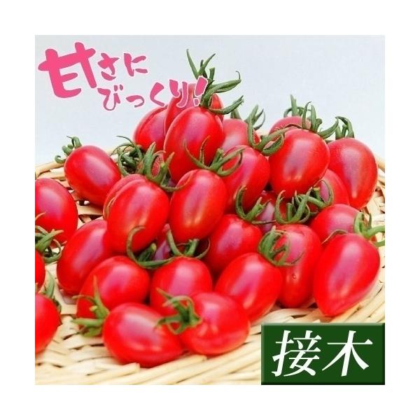 接木野菜苗 ミニトマト 接木f1サクラハニー 株 みにとまと 苗 ミニトマト苗 接木 18 P5 0033 花と緑 国華園 通販 Yahoo ショッピング