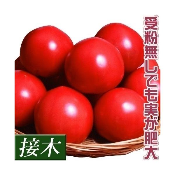 ●商品情報花が咲くだけで実がふくらむので着果が安定!株にスタミナがあるので長〜く収穫でき、しかも完熟するまで樹に成らせておけます。糖度が上がりやすく食味極上!葉カビ病、斑点病に強い品種です。●お届け状態接木9cmポット苗●果重(約)200g...