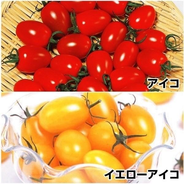 ●セット内容接木野菜苗 ミニトマト 接木F1イエローアイコ 2株接木野菜苗 ミニトマト 接木F1アイコ 2株