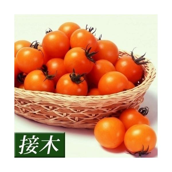 ●商品情報：鮮やかなオレンジ色の中玉トマト。甘みが強くフルーツのような食感がとっても美味。裂果の発生少なく房どりもできます。スタミナあり長期間収穫できる。●中玉トマト●果重（約）：40〜50g●お届け状態：接木9cmポット苗●備考：※接木苗...