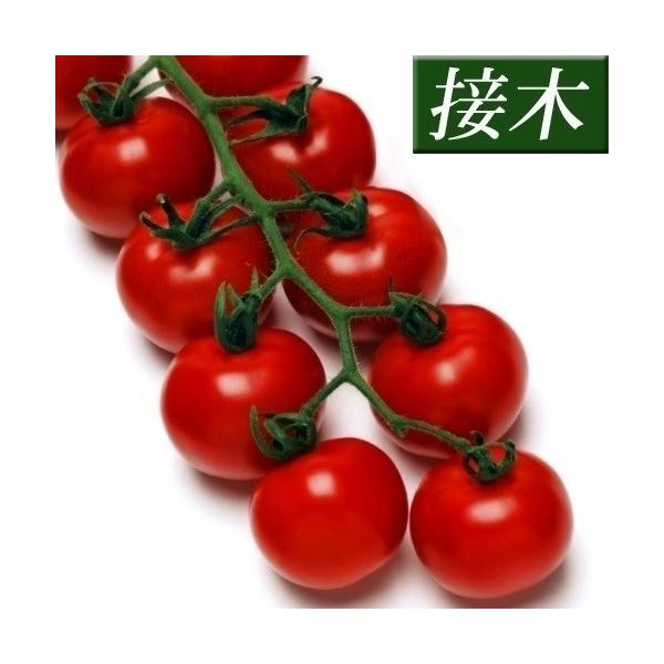 ●商品情報：果肉は滑らかで弾力性があり、食感の良い品種。糖度7〜8度で、果皮は薄くて口に残りにくい。裂果が少なく、葉カビ病に強い。●中玉トマト●果重（約）：40〜50g●お届け状態：接木9cmポット苗●備考：※接木苗、特にウリ科植物(ゴーヤ...
