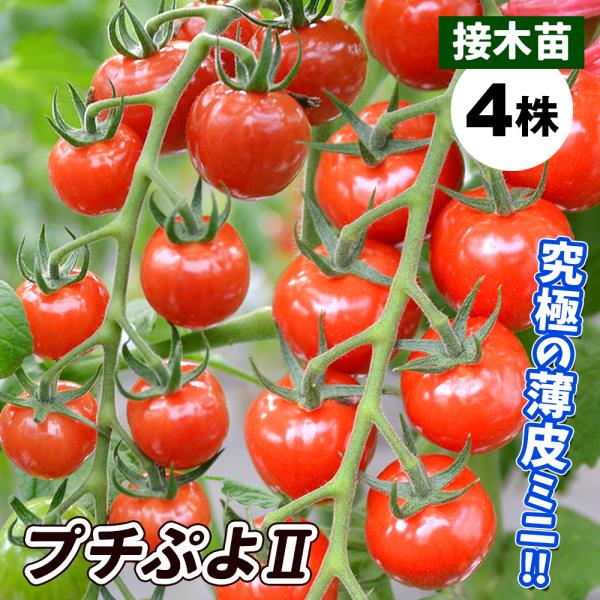 苗 ミニトマトの人気商品 通販 価格比較 価格 Com