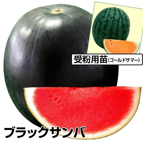 接木野菜苗 スイカ ブラックサンバ 受粉用苗セット 2種4株 すいか 苗 スイカ苗 接木 18 P5 0139 花と緑 国華園 通販 Yahoo ショッピング