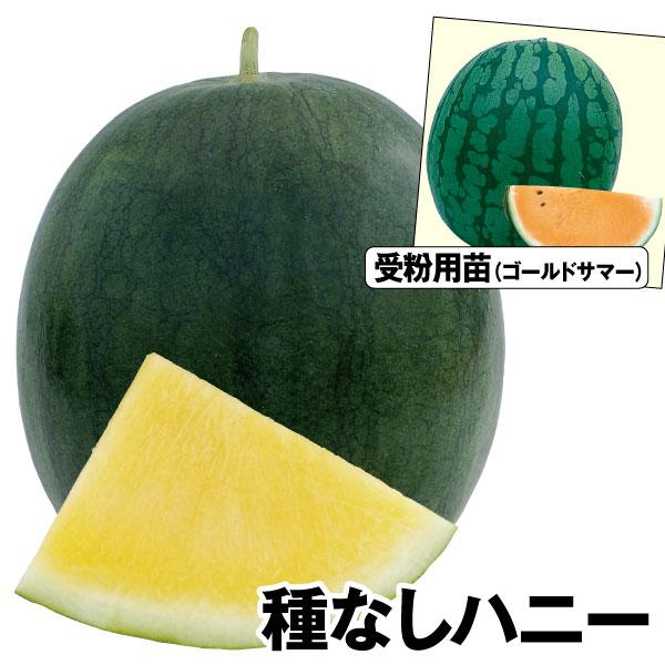 接木野菜苗 スイカ 種なしハニー 受粉用苗セット 2種4株 すいか 苗 スイカ苗 接木 18 P5 0159 花と緑 国華園 通販 Yahoo ショッピング
