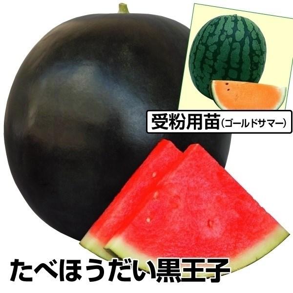 接木野菜苗 スイカ たべほうだい黒王子 受粉用苗セット 2種4株 すいか 苗 スイカ苗 接木 18 P5 0166 花と緑 国華園 通販 Yahoo ショッピング