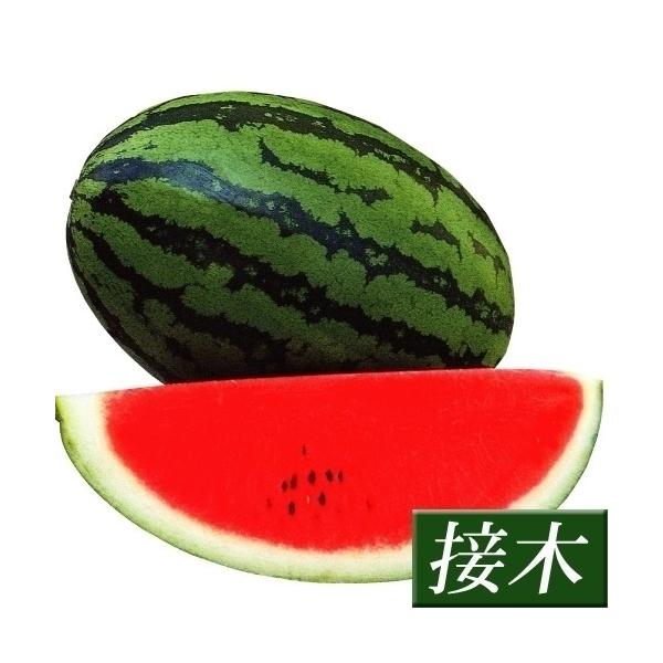 苗 スイカの人気商品 通販 価格比較 価格 Com
