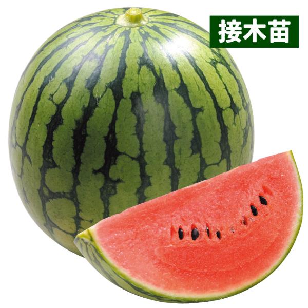 ●商品情報：平均糖度が13度を超える甘〜い小玉スイカ！　裂果しにくく、美しい果実が容易に収穫できます。花粉量が多く着果しやすく、収穫期まで草勢を維持するので、最後まで甘いスイカが収穫できます♪●小玉スイカ●果重（約）：2〜2.5kg●糖度（...