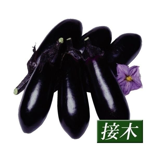 商品情報広範囲な作型で最も定評のあるナスの代表品種。濃黒紫色でツヤのある果皮はやわらかく品質最高。果揃い満点で上物率も非常に高い。お届け状態接木9cmポット苗果長(約)18〜20cm備考※接木苗、特にウリ科植物(ゴーヤ・キュウリ・メロン・ス...