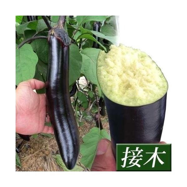 ●商品情報：ツヤのある濃紫色で、果肉は厚くとろけるようにやわらかく、甘くて旨い大長ナス。一度食べたらやみつきになる味！ 果長約35cm、太さ3.5〜4cmの立派なナスが、たくさん収穫できる！ 曲がり果の発生も少ない優良品種です。●果長（約）...