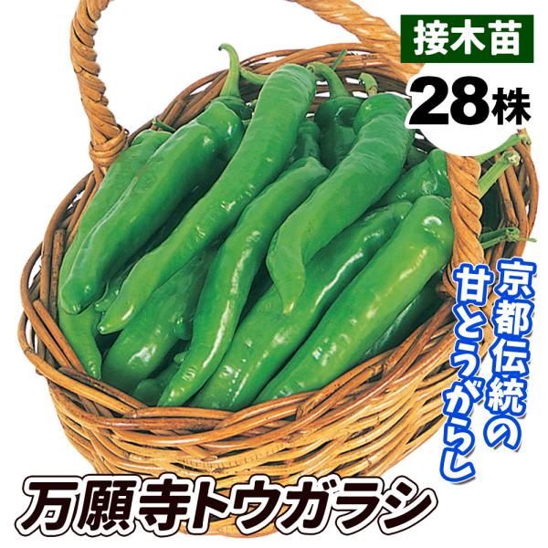 トウガラシ 苗の人気商品 通販 価格比較 価格 Com