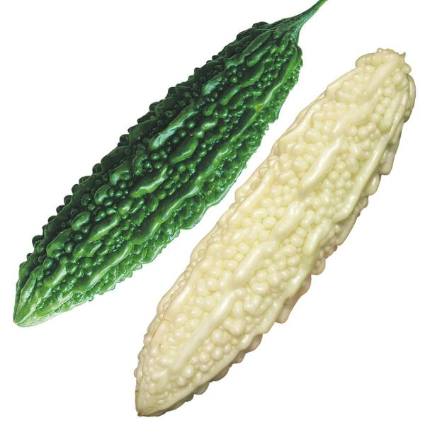 ●セット内容接木野菜苗 ゴーヤ 接木願寿苦瓜 2株接木野菜苗 ゴーヤ 接木白願寿ゴーヤ 2株