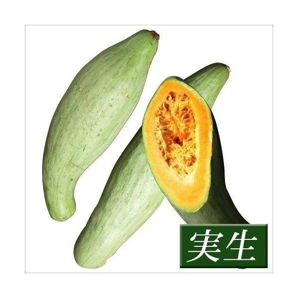 カボチャ 苗の人気商品 通販 価格比較 価格 Com