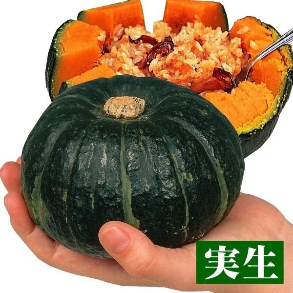 ●商品情報：タネをくり抜いてレンジで8分程加熱するだけで、味付けなしで皮まで丸ごとおいしく食べられます。ベータカロチンが他品種の約3〜5倍。●果重（約）：500g●お届け状態：実生9cmポット苗 ●備考・ご注意点：※ポットの口の対角線または...