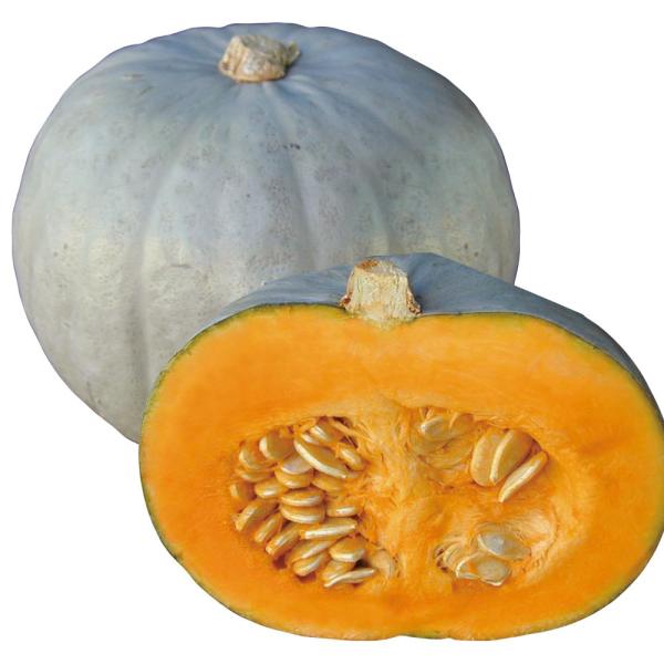 ●商品情報：食味も粉質性抜群の白皮カボチャ。腐敗も少なく長期間楽しめる。●果重（約）： 1.8kg●お届け状態：実生9cmポット苗 ●備考・ご注意点：※ポットの口の対角線または直径が9cmとなります。※関東〜九州北部の平坦地区の露地への定植...