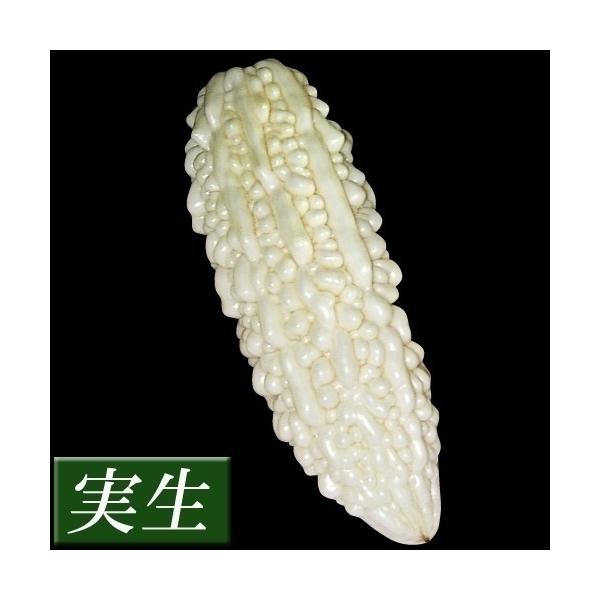 白 ゴーヤ 苗の人気商品 通販 価格比較 価格 Com