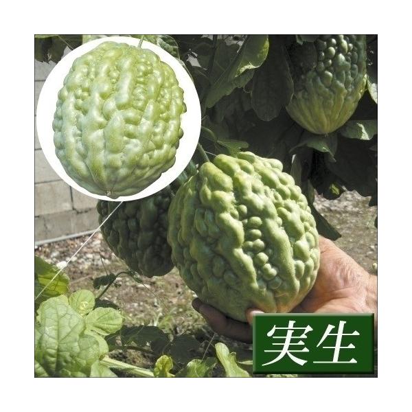●商品情報：中段までに着果する果実は特徴的なリンゴのような丸い形で、大きい物だと果重900g（平均果重400g）にもなる立派なゴーヤ！ 従来品種より苦みが少なく、生でも美味しく食べられます。果肉が厚いので、天ぷらやフライ・チャンプルー・漬物...