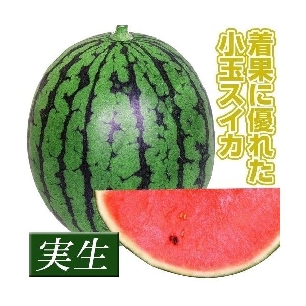 ●商品情報：桃紅色の果肉は、繊維が少なくシャリ感があり、糖度約12度甘〜い！ 大玉スイカ以上の美味しさです。着果に優れ、作り易い。●果重（約）：2〜3kg●糖度（約）：12度●お届け状態：実生9cmポット苗 ●備考：※ポットの口の対角線また...