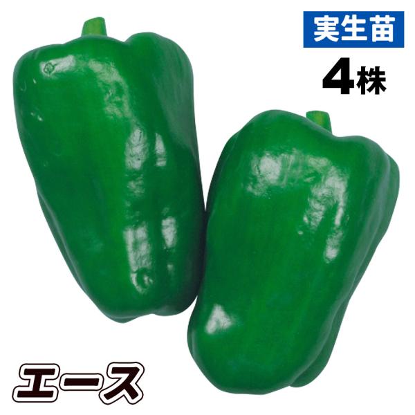 ピーマン苗 実生野菜苗 ピーマン F1エース 4株 ぴーまん 苗 ピーマンの苗 自根苗 18 P5 0638 花と緑 国華園 通販 Yahoo ショッピング