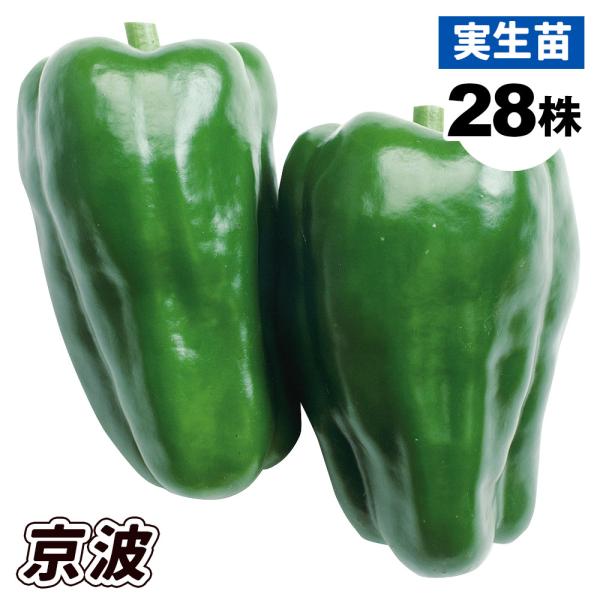 ピーマン 苗の人気商品 通販 価格比較 価格 Com