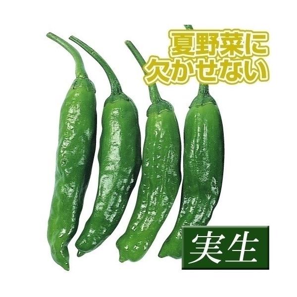 ●商品情報：夏の食卓に欠かすことのできないししとう。焼きとうや野菜炒め、天ぷらなどがオススメです。生育途中で強いストレスがかかると辛くなるので注意。●お届け状態：実生9cmポット苗 ●備考：※ポットの口の対角線または直径が9cmとなります。...