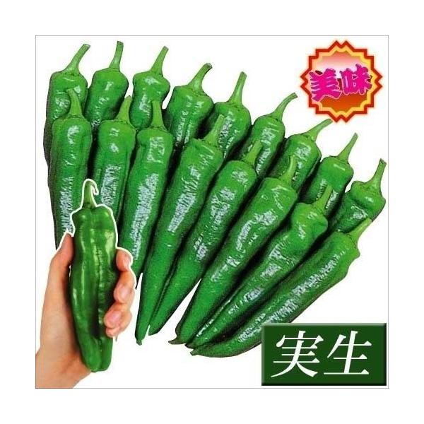 ●商品情報：大型で辛味の発生が少ない品種。肉厚で柔らかく、風味極上。タネが少ないので、様々な料理に。分枝発生が多く、夏中収穫できます。●果長（約）：10〜12cm●お届け状態：実生9cmポット苗 ●備考：※ポットの口の対角線または直径が9c...