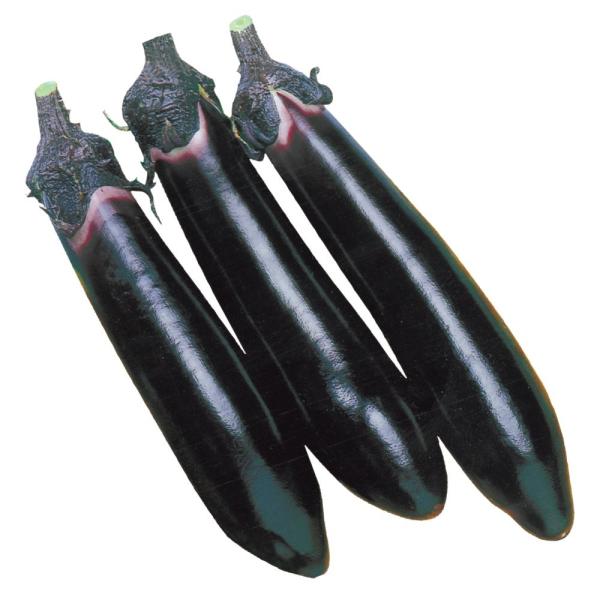 ●商品情報：ずっしり見事な太長ナス。実つき良く豊産性で、しかも夏から秋まで長期収穫が可能！ 旨味多くしっかりとした肉質で、焼ナスや炒め物にすると絶品。●果長（約）：20〜24cm●お届け状態：実生9cmポット苗 ●備考：※ポットの口の対角線...