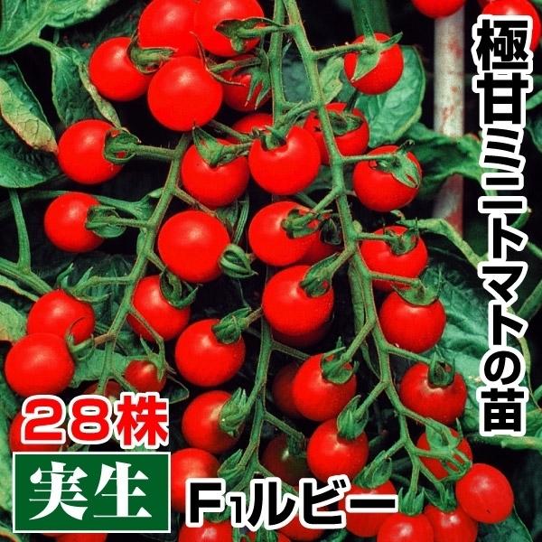 実生野菜苗 ミニトマト F1ルビー 28株 みにとまと 苗 ミニトマト苗 自根苗 18 P5 0731 花と緑 国華園 通販 Yahoo ショッピング